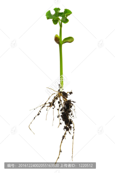植物的根