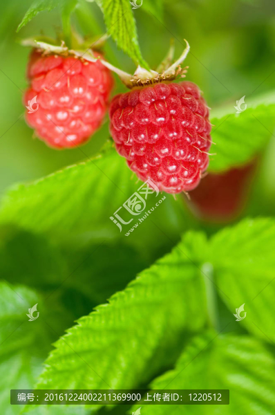 raspberries_04（49）.jpg
