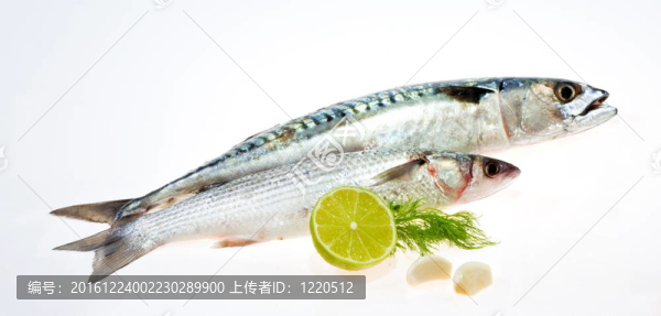 Mullet和鯖魚