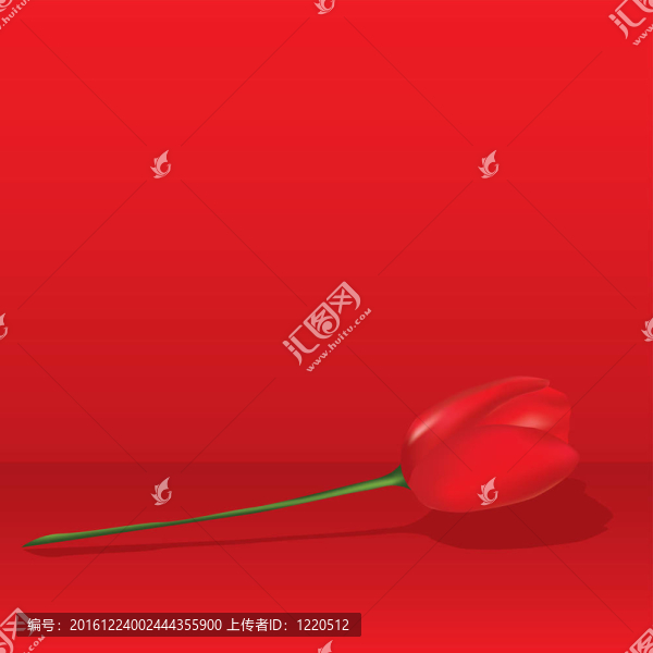 紅色的郁金香