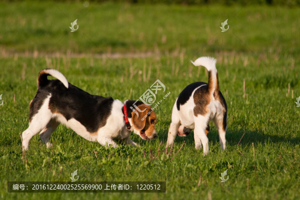 比格犬