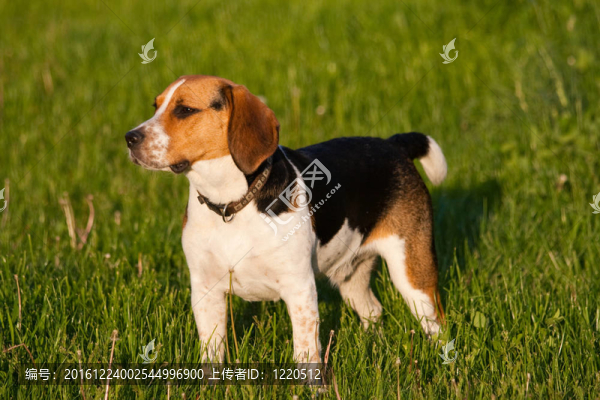比格犬