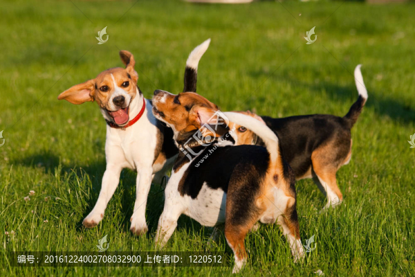 比格犬