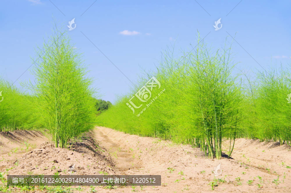 蘆筍20