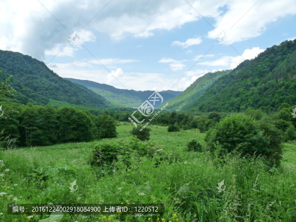 高加索山脈的高山草甸