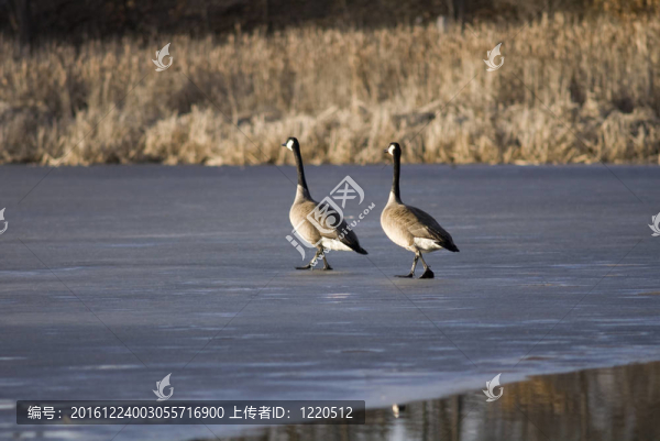加拿大鵝穿越Frozen,Pond