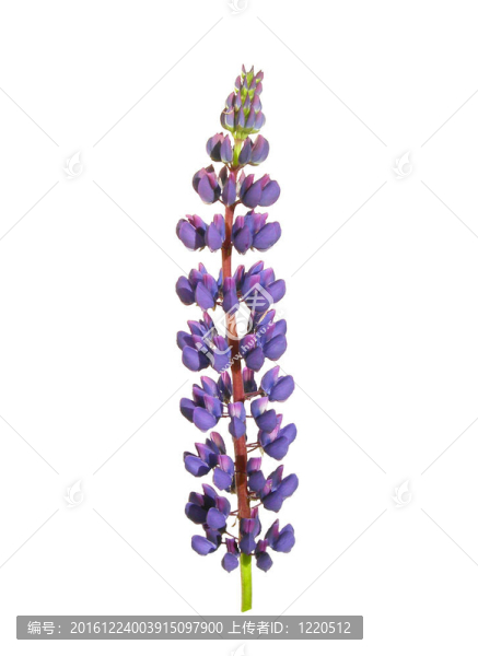 Lupin是在一個白色的背景。