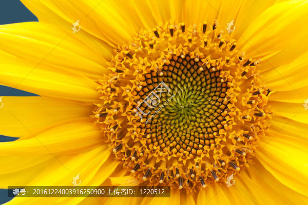 向日葵