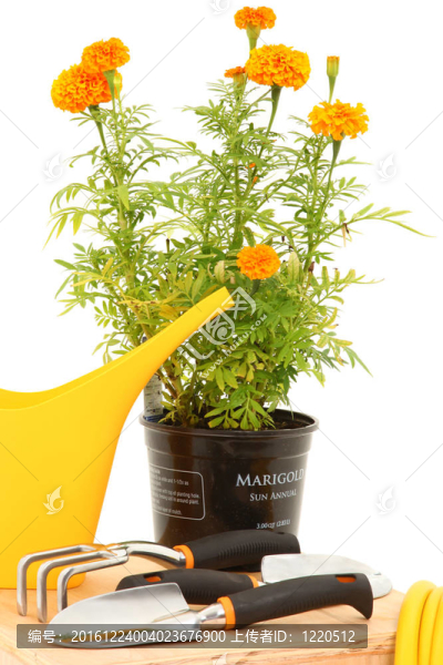 金盞花園工具