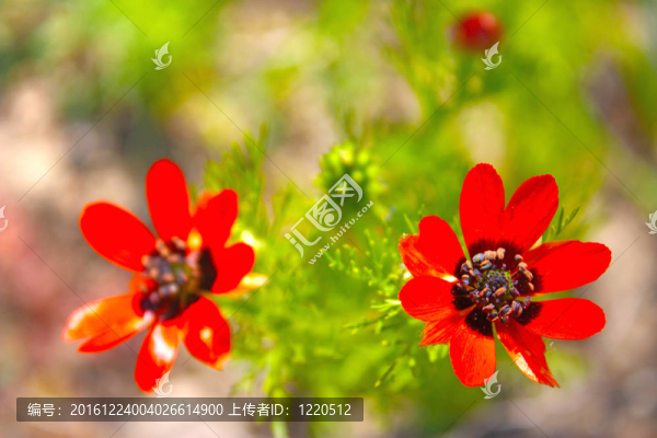 野生紅罌粟花在克里米亞拍攝的