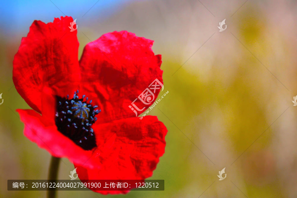 野生紅罌粟花在克里米亞拍攝的