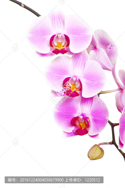 蘭花