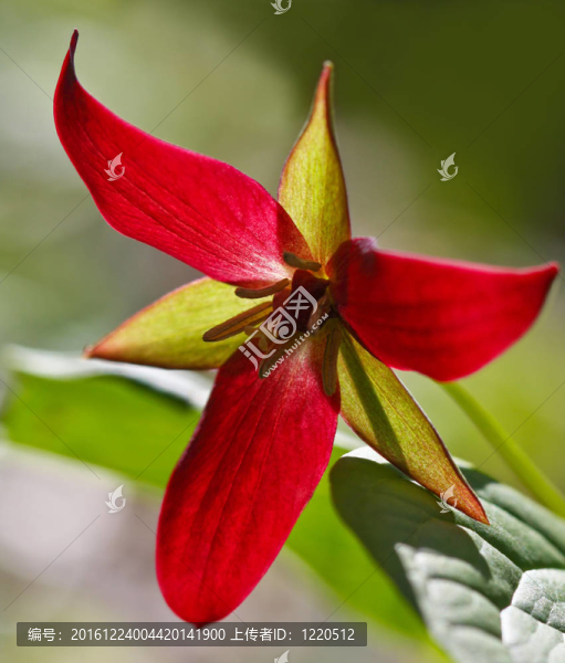 紅延齡草