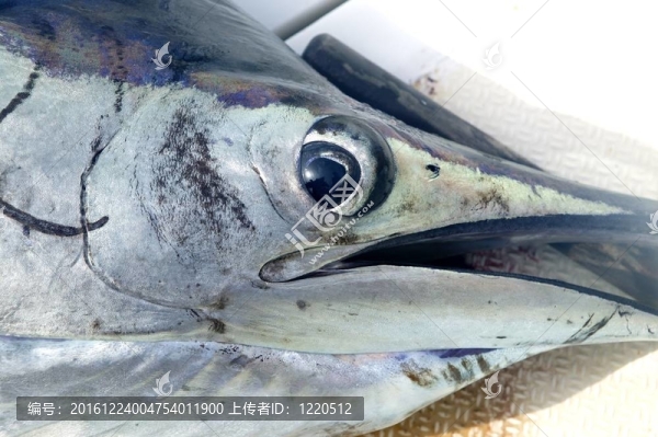 旗魚面對宏觀特寫細(xì)節(jié)的眼睛和嘴