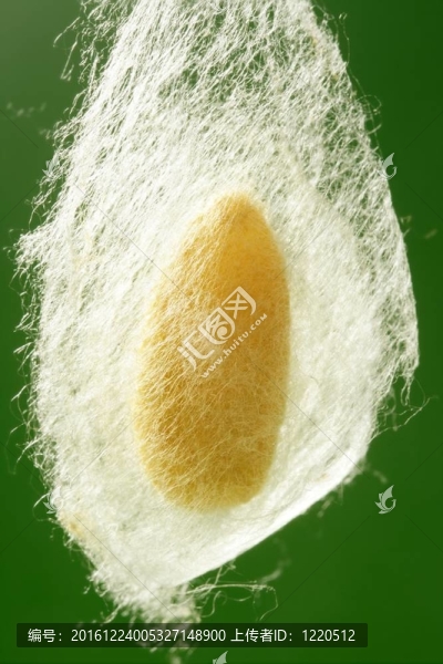 蠶繭掛蠶網(wǎng)