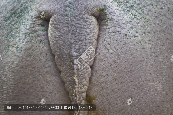河馬