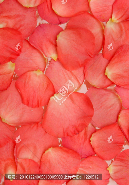 玫瑰花瓣