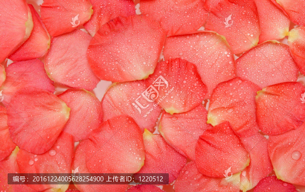 玫瑰的花瓣上滴下的水