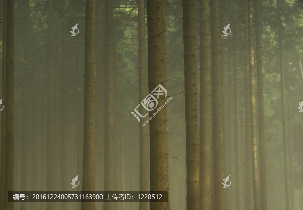 霧中森林07