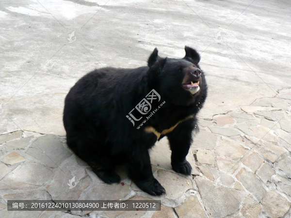 亞洲黑（月亮；白胸）熊