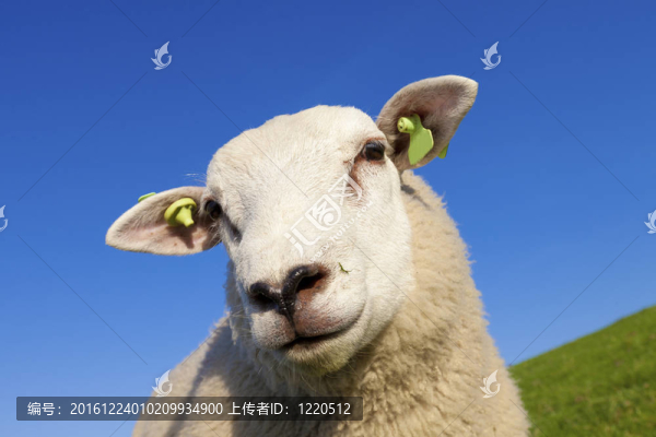 滑稽的小羊在夏天看著相機(jī)