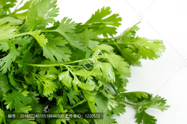 番茄和黃瓜coriandr