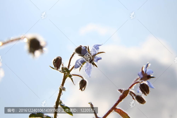 Borage,flowers（starflower）
