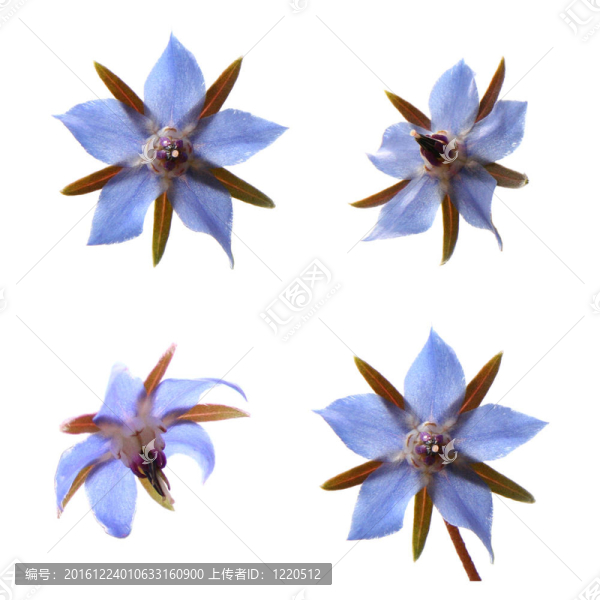 Borage,flowers（starflower）