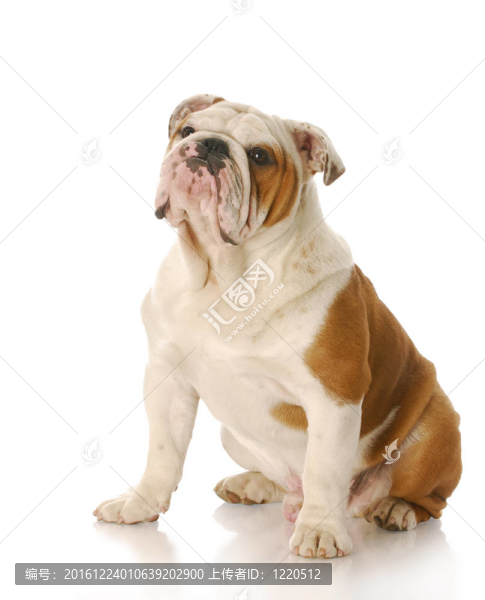 英國(guó)斗牛犬