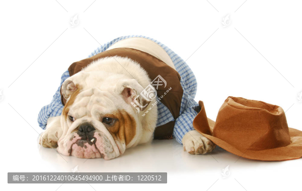 狗打扮得像個(gè)牛仔