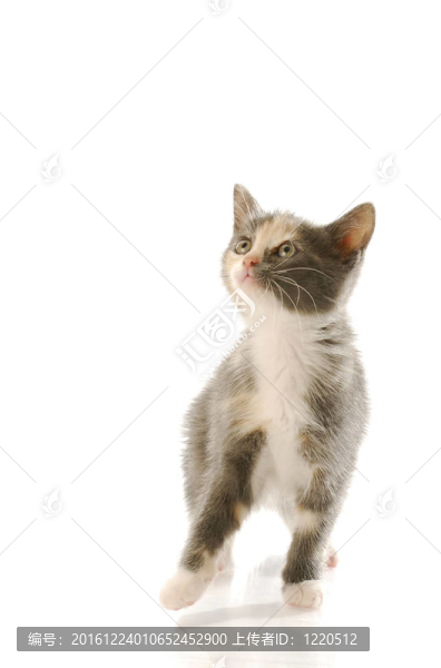 小貓玩