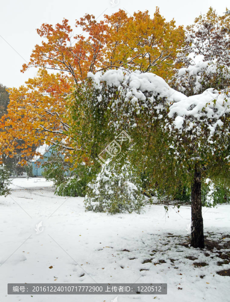 公園和初雪