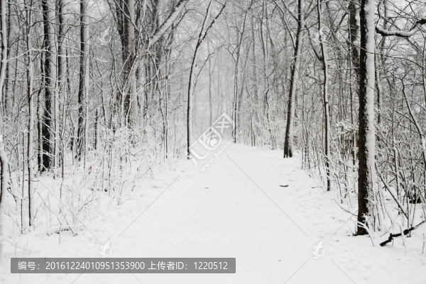 積雪覆蓋的小徑