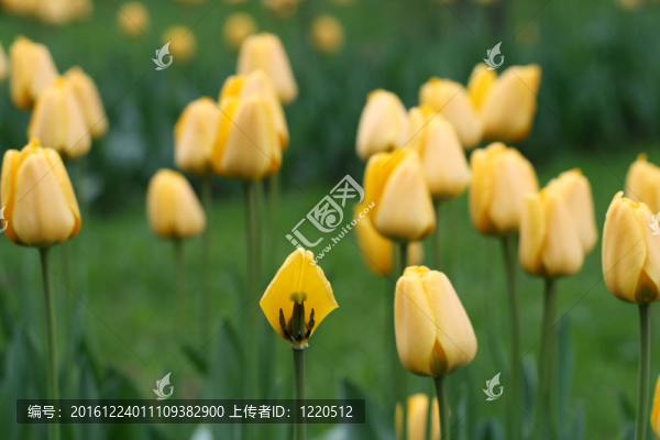 春天花園里的郁金香