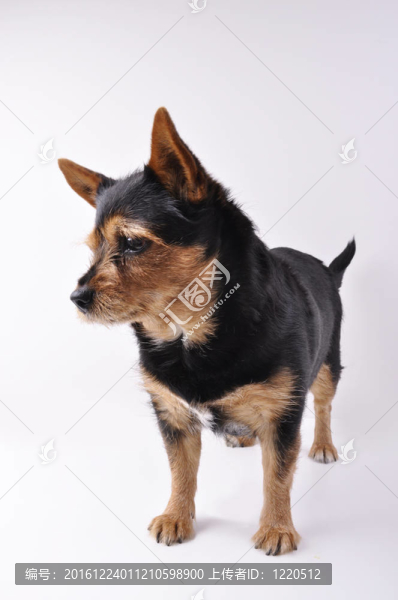 狗莫莉