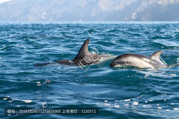 暗色斑紋海豚