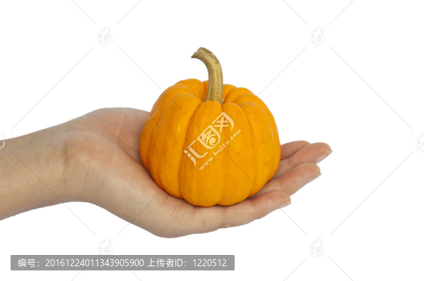 白色背景的南瓜；孤立的