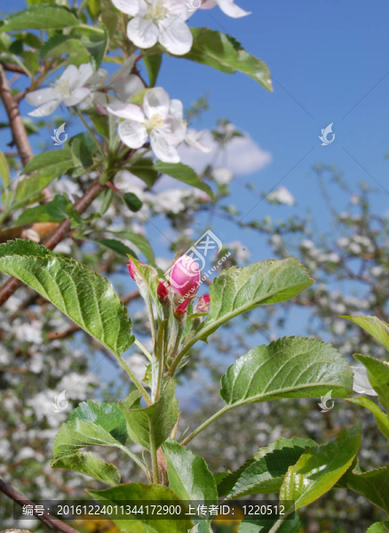 蘋果花
