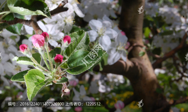 蘋(píng)果花