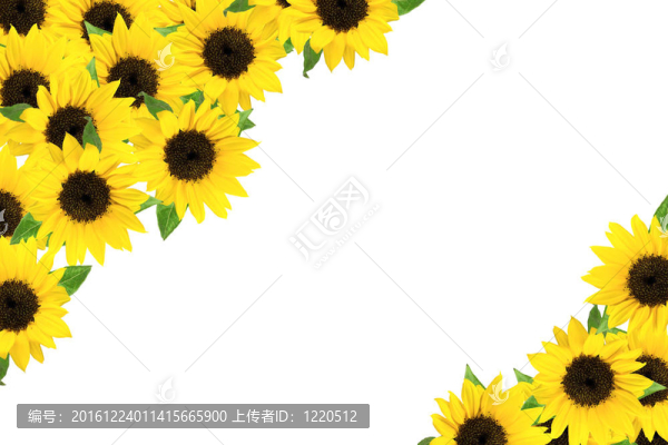 向日葵