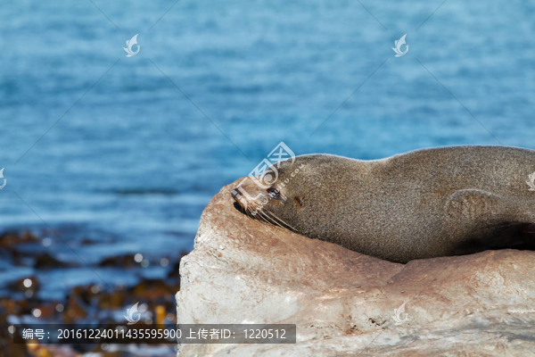 毛皮海豹休息