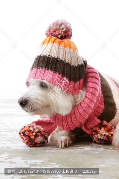 狗穿著冬天的羊毛服裝