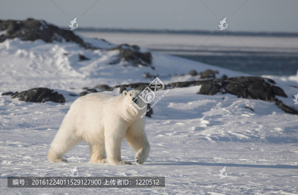 雪地上的北極熊