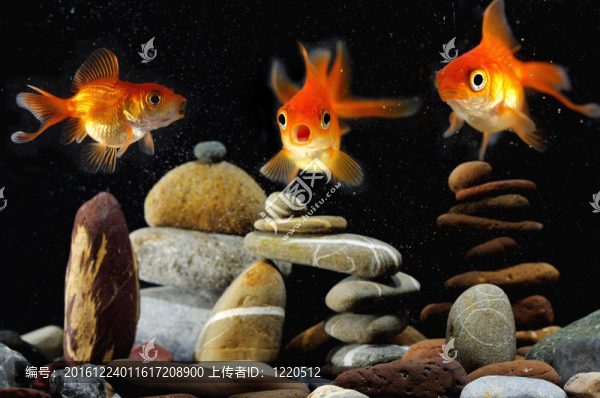 水族館里的金魚