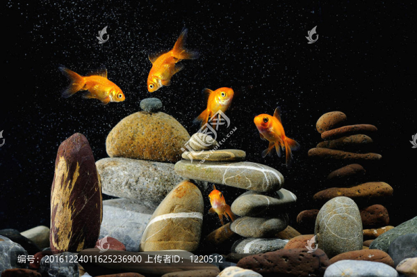 水族館里的金魚