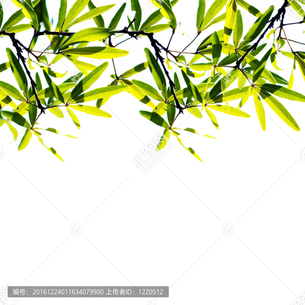 白色背景下的綠葉