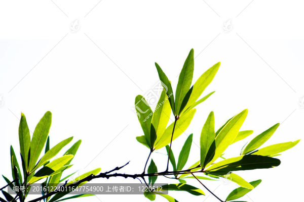 白色背景下的綠葉
