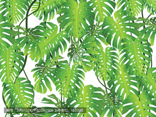 熱帶植物背景