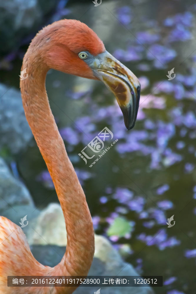 一只火烈鳥垂直肖像