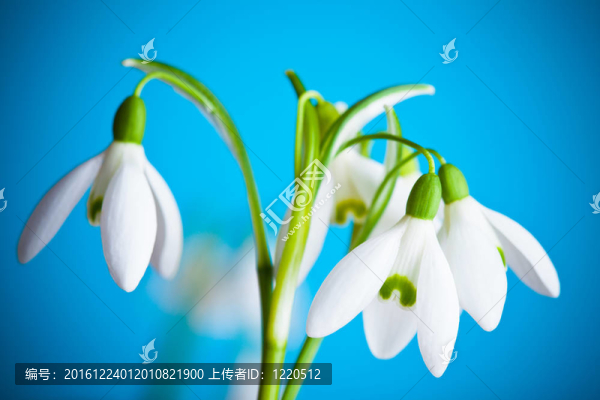 雪蓮花